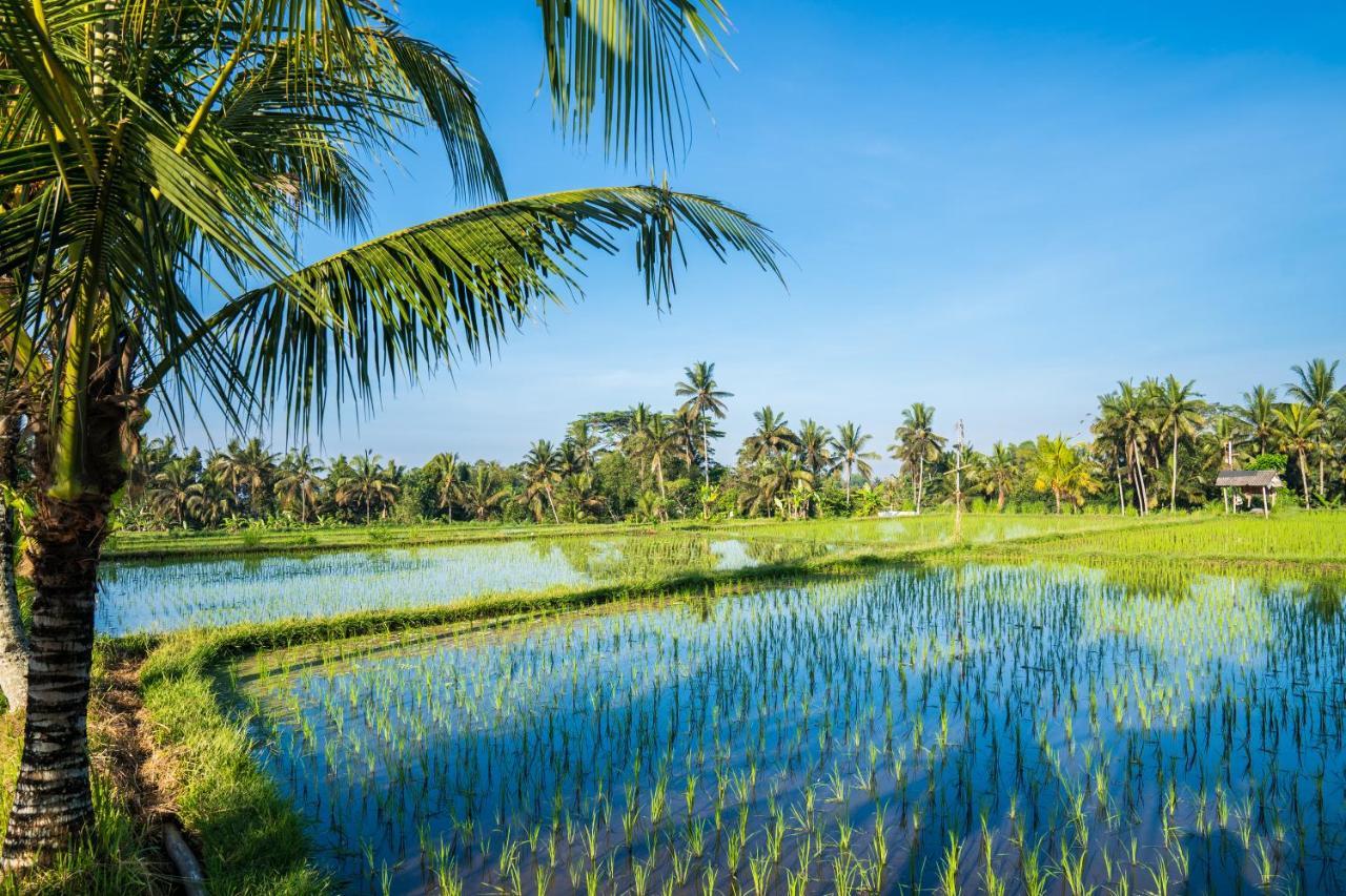 Buddha Homestay Ubud  Luaran gambar